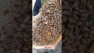 I Capture A Beautiful Clip Of Indian Honeybees