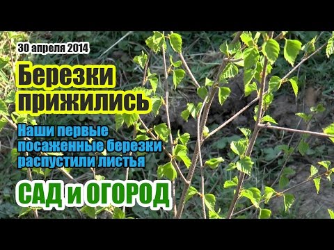 Поделки из шишек своими рук Поделки из шишек своими рук