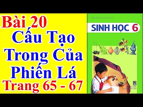 Sinh Học Lớp 6 Bài 20 – Cấu Tạo Trong Của Phiến Lá - Trang 65 - 67