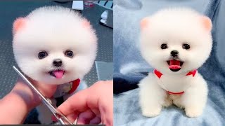 Funny pomeranian dogs - Owning Smallest dog