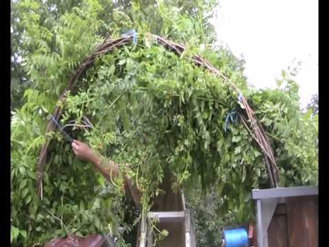 Арки для ежевики Арки для ежевики