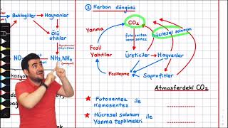 24-Madde Döngüleri Azot Karbon ve Su Döngüleri 10. sınıf biyoloji tyt ayt yks 20