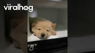 Chow Chow Puppy Stays Cool In The Fridge || Viralhog