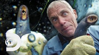 Jeremy Risks His Life To Get These Dangerous Underwater Vampires | River Monsters