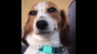 Soruya Soruyla Cevap Verme Köpek Dublajı