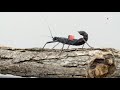 This Rare Stick Insect Is Among the Last of Its Kind