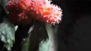 Watch Nine Black Alps Porcupine video