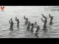 Manishimanasunte Amayakudu Full Length Telugu Movie Krishna Jamuna V9 S Manishimanasunte Amayakudu Full Length Telugu Movie Krishna Jamuna V9 S