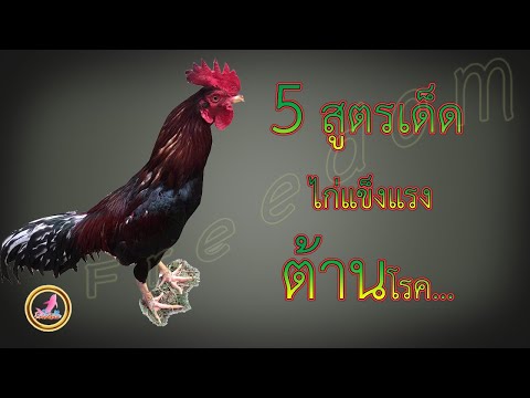 สูตรเด็ดสมุนไพรต้านโรค...ไก่...!!!