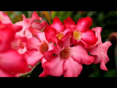 ▶ชวนชมสายพันธุ์ฮอลแลนด์ ดอกดกจริงๆต้นนี้