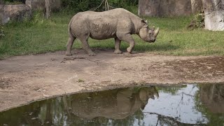 Rhinoceros African Gepard 4K,Zoo Animals 4K,Zoo Leipzig Video