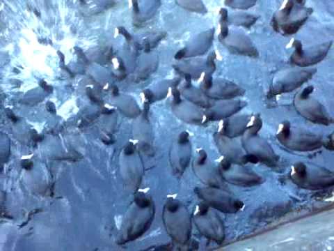 Голодные севастопольские утки, часть 2
