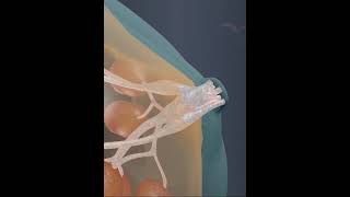 Breast - Anatomy 3D Animation