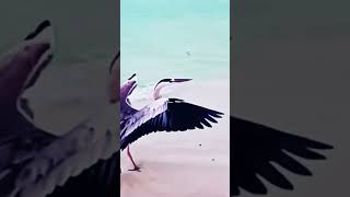 Beautiful Herons In The Maldives