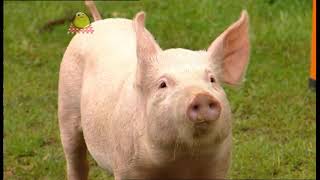 Big Barn Farm - To Catch A Thief 2008
