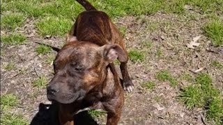 Pitbull Tug O War