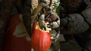 The Big Brown Coconut Crab Is Eating Malay Apple