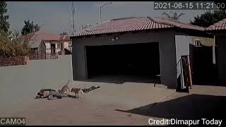 Security Dog Attacked Intruder Dog Attack Viral Video