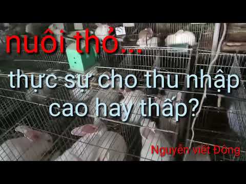 nuôi thỏ và lợi nhuận kinh tế từ nó