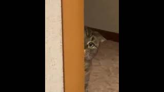 Staring Cat