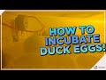 Incubating Duck Eggs Is Different! Watch This!