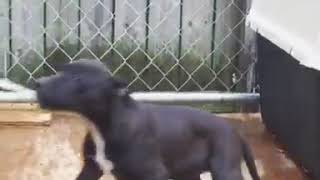 12 Weeks Old Raw Fed Apbt
