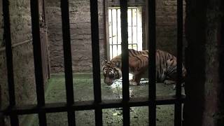 Two tigers and three jackals found a new home | FOUR PAWS | www.four-paws.org