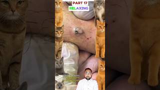 Relaxing Pimple Popping Part 17
