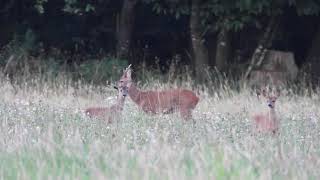 Un Soir Des Yourchs Chevreuils 4K
