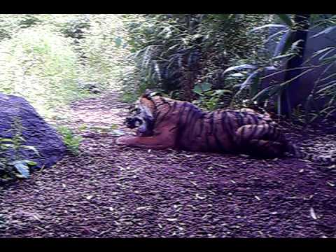 tiger eating a man!!! - YouTube