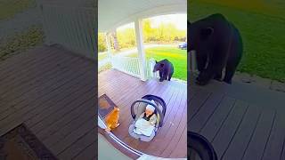 You Wont Believe This Cat Saved A Baby