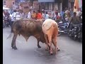 Dua Sapi Mengamuk Dan Berkelahi Di Jalan Raya images Dua Sapi Mengamuk Dan Berkelahi Di Jalan Raya
