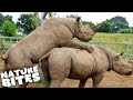 Endangered Rhinos Struggle to Mate | The Secret Life of the Zoo | Nature Bites