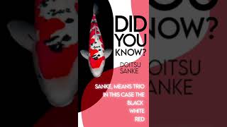 Types of Koi Sanke