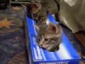 Kitten and his box.