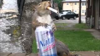 Drunk Squirrel Laughing