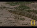 cobra