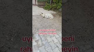 Rahatsız Etmeyin