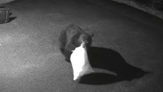 Big Black Bear Looking For Food, Visiting Driveway In Pomona NY