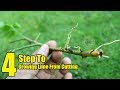 Lime Tree: 4 Steps To Growing Lime From Cuttings