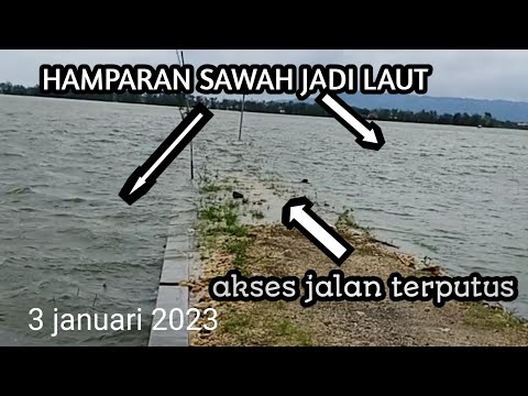 info banjir terkini... HAMPARAN SAWAH JADI LAUT..