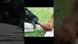 Orangutan Greeting Gibbons.