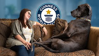 This Great Dane is the World's Tallest Dog - Guinness World Records