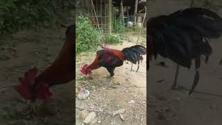Ayam Anakan Inport Brazilian Boston Dari Martin Escolin