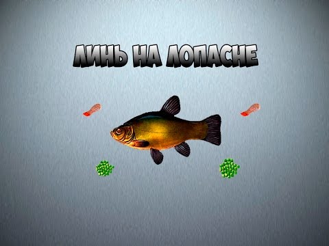 где ловить линя на лопасне где ловить линя на лопасне