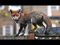 Meet The Foxes (2007) - Urban Fox Documentary (FULL)