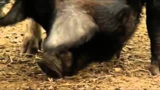 Watch Boogie Beebies Barnyard Boogie video