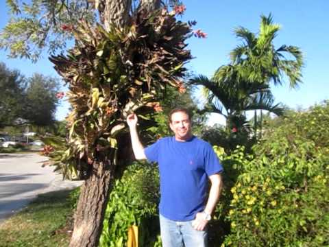How to grow Bromeliads in the landscape Join The Garden Of Eden Forum An Online Community To Comment Ask Questions Learn And Socialize...