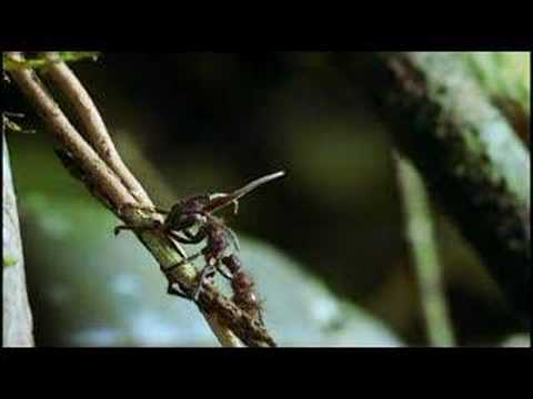 cordyceps (Parasitic Fungi)