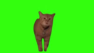 I Go Meow Meme Green Screen